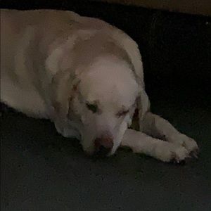 Meet your Posher, Pam